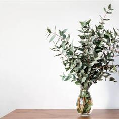 Scented Eucalyptus Bunch